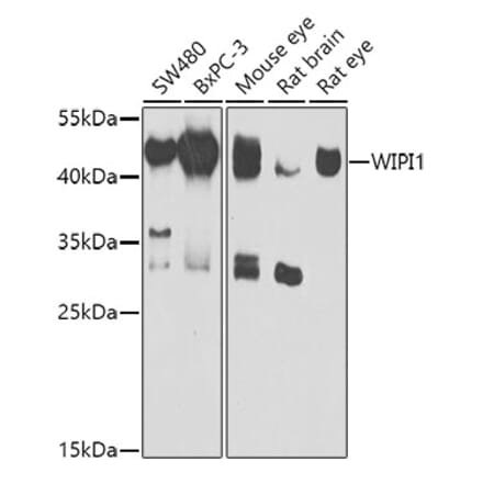 Western Blot - Anti-WIPI1 Antibody (A15764) - Antibodies.com