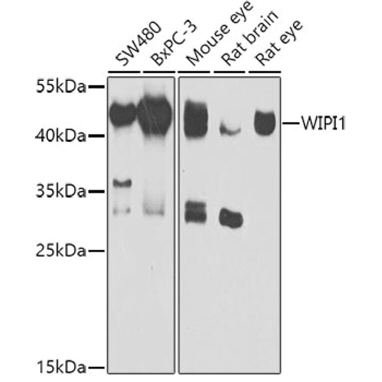 Western Blot - Anti-WIPI1 Antibody (A15764) - Antibodies.com