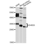 Western Blot - Anti-DHRS3 Antibody (A7530) - Antibodies.com