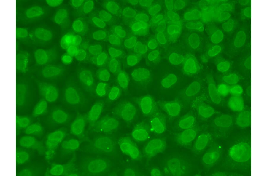 Immunofluorescence - Anti-TRBP Antibody (A15766) - Antibodies.com
