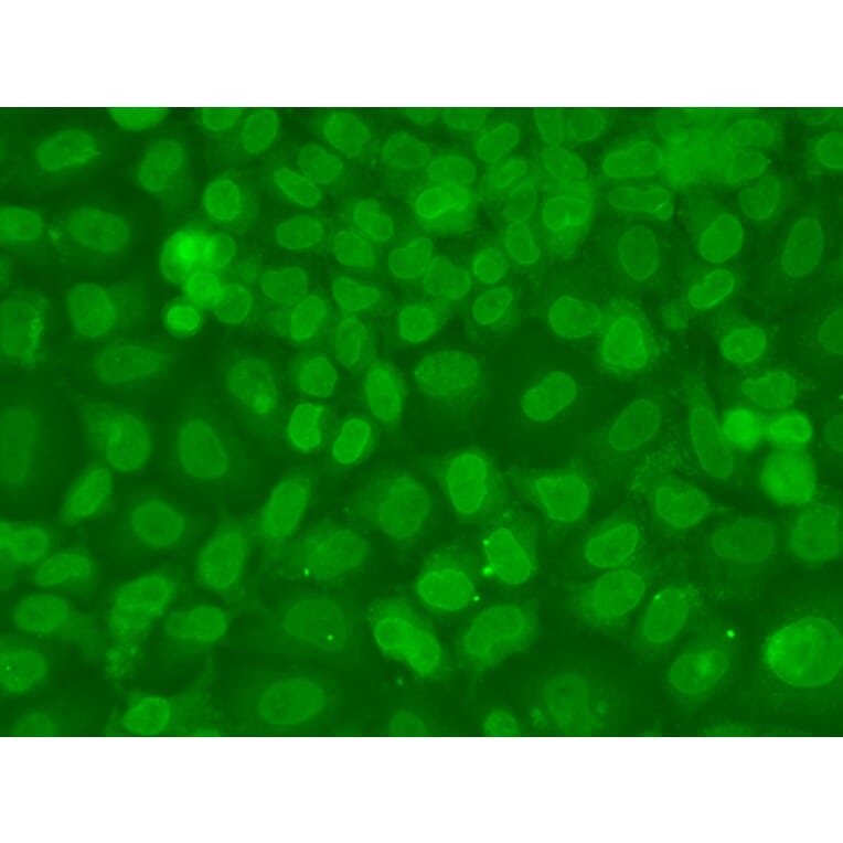 Immunofluorescence - Anti-TRBP Antibody (A15766) - Antibodies.com