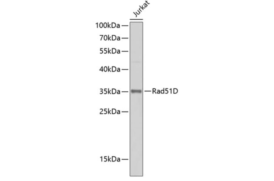 Western Blot - Anti-Rad51D Antibody (A15767) - Antibodies.com