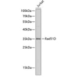 Western Blot - Anti-Rad51D Antibody (A15767) - Antibodies.com