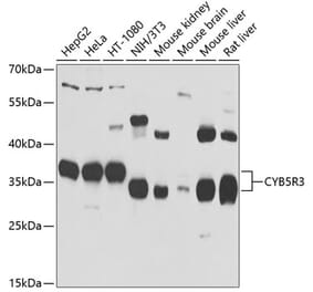 Western Blot - Anti-CYB5R3 Antibody (A15768) - Antibodies.com