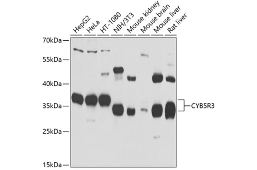 Western Blot - Anti-CYB5R3 Antibody (A15768) - Antibodies.com