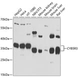 Western Blot - Anti-CYB5R3 Antibody (A15768) - Antibodies.com