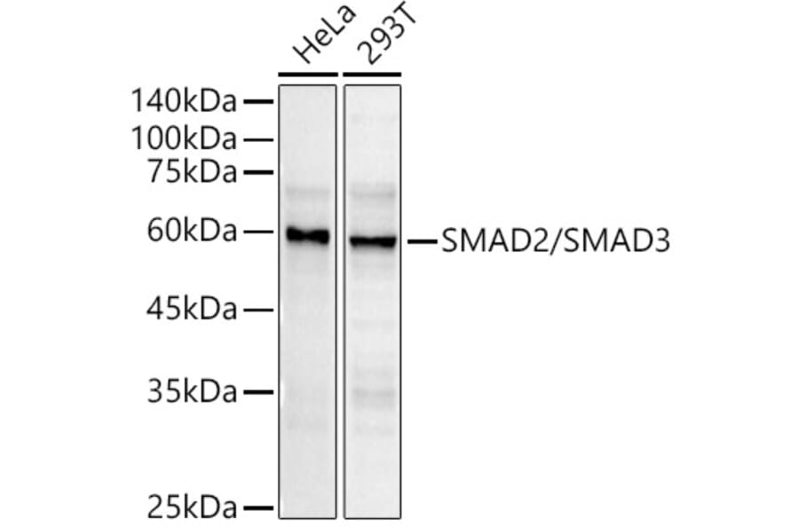 Western Blot - Anti-Smad 2 + Smad3 Antibody (A15769) - Antibodies.com