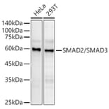 Western Blot - Anti-Smad 2 + Smad3 Antibody (A15769) - Antibodies.com