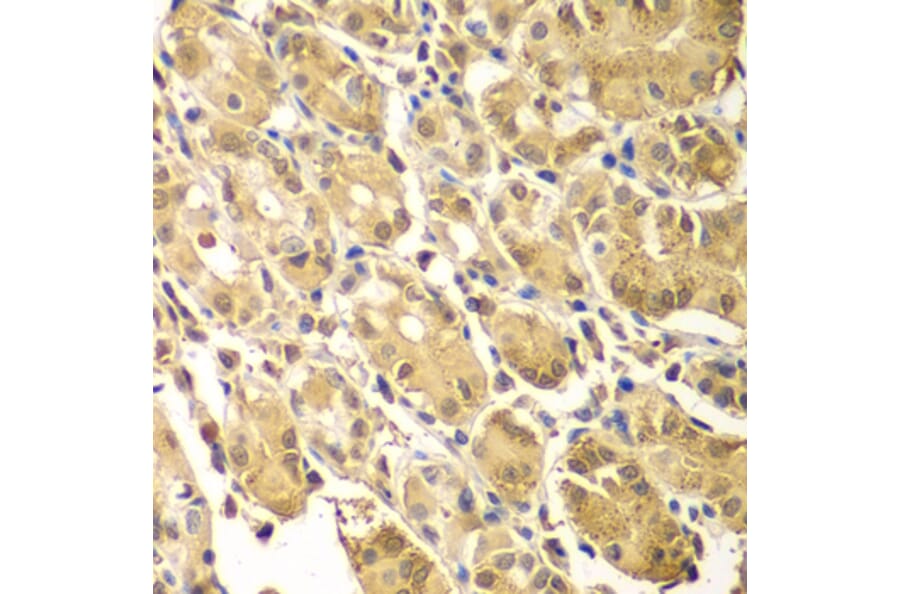 Immunohistochemistry - Anti-Smad 2 + Smad3 Antibody (A15769) - Antibodies.com
