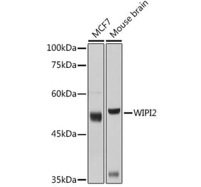 Western Blot - Anti-WIPI2 Antibody (A15770) - Antibodies.com