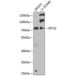 Western Blot - Anti-IFFO2 Antibody (A15771) - Antibodies.com