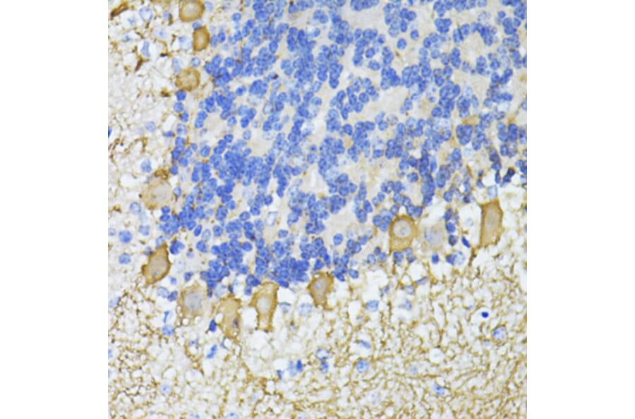 Immunohistochemistry - Anti-CA8 Antibody (A7544) - Antibodies.com