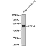 Western Blot - Anti-COX10 Antibody (A15776) - Antibodies.com