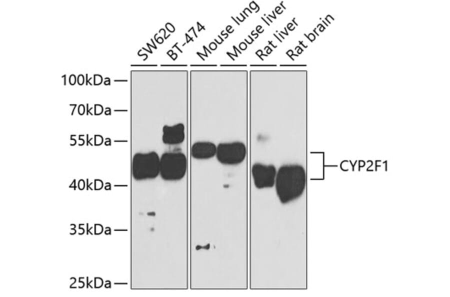 Western Blot - Anti-CYP2F1 Antibody (A15777) - Antibodies.com