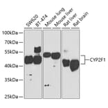 Western Blot - Anti-CYP2F1 Antibody (A15777) - Antibodies.com