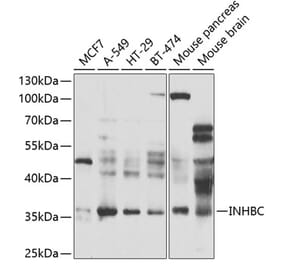 Western Blot - Anti-INHBC Antibody (A15780) - Antibodies.com