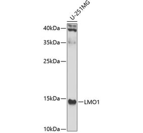 Western Blot - Anti-LMO1 Antibody (A15781) - Antibodies.com