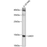 Western Blot - Anti-LMO1 Antibody (A15781) - Antibodies.com