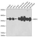 Western Blot - Anti-MDH1 Antibody (A15783) - Antibodies.com