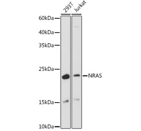 Western Blot - Anti-NRAS Antibody (A15785) - Antibodies.com