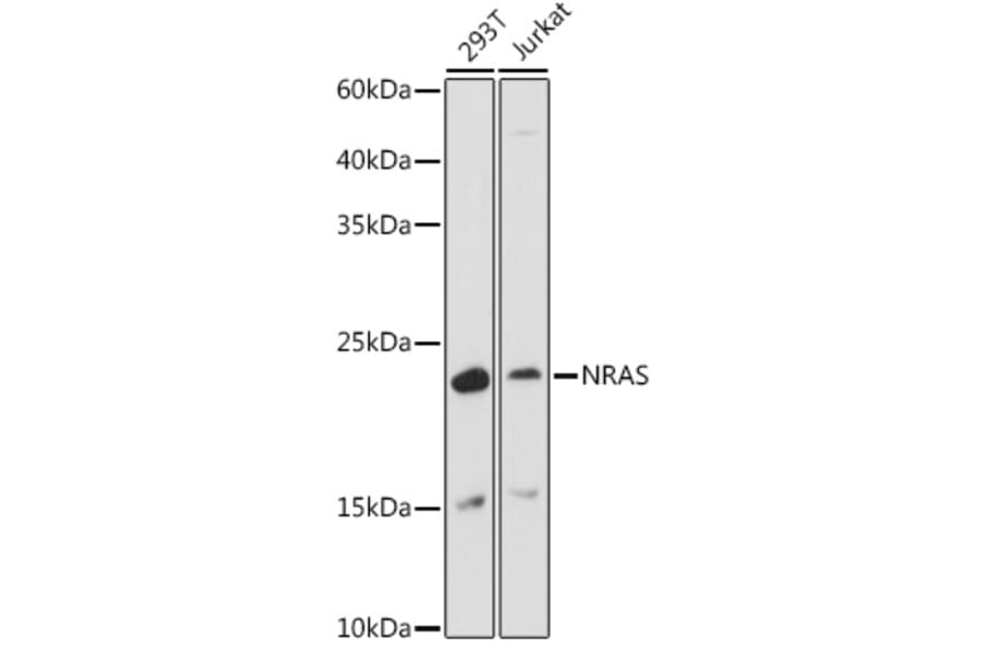 Western Blot - Anti-NRAS Antibody (A15785) - Antibodies.com