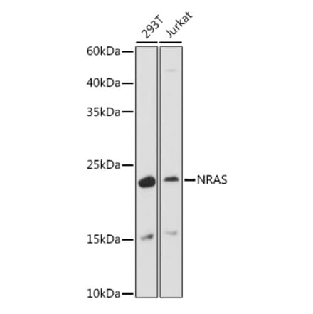 Western Blot - Anti-NRAS Antibody (A15785) - Antibodies.com