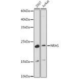 Western Blot - Anti-NRAS Antibody (A15785) - Antibodies.com