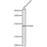 Western Blot - Anti-NRAS Antibody (A15785) - Antibodies.com