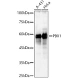 Western Blot - Anti-PBX1/PRL Antibody (A15786) - Antibodies.com