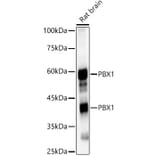 Western Blot - Anti-PBX1/PRL Antibody (A15786) - Antibodies.com