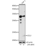Western Blot - Anti-MIP-1 alpha/CCL3 Antibody (A15787) - Antibodies.com