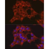 Immunofluorescence - Anti-MIP-1 alpha/CCL3 Antibody (A15787) - Antibodies.com