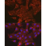 Immunofluorescence - Anti-MIP-1 alpha/CCL3 Antibody (A15787) - Antibodies.com
