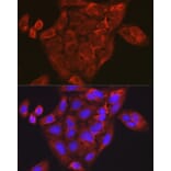 Immunofluorescence - Anti-MIP-1 alpha/CCL3 Antibody (A15787) - Antibodies.com