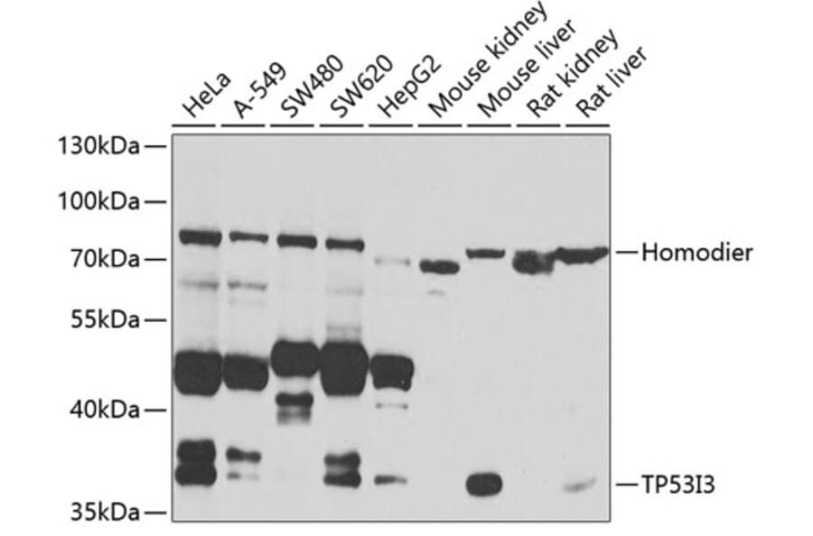 Western Blot - Anti-TP53I3 Antibody (A7576) - Antibodies.com
