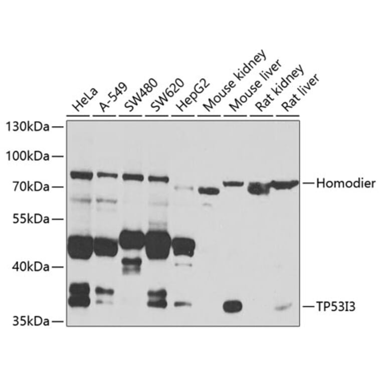 Western Blot - Anti-TP53I3 Antibody (A7576) - Antibodies.com