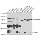 Western Blot - Anti-TP53I3 Antibody (A7576) - Antibodies.com