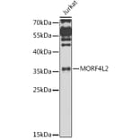 Western Blot - Anti-MRGX Antibody (A15794) - Antibodies.com
