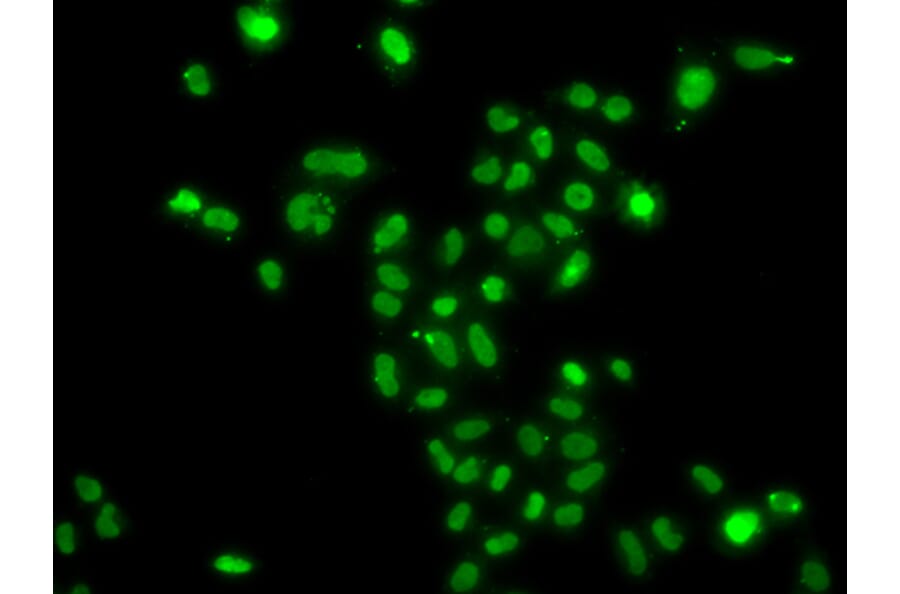 Immunofluorescence - Anti-MRGX Antibody (A15794) - Antibodies.com
