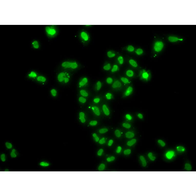 Immunofluorescence - Anti-MRGX Antibody (A15794) - Antibodies.com