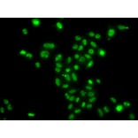 Immunofluorescence - Anti-MRGX Antibody (A15794) - Antibodies.com