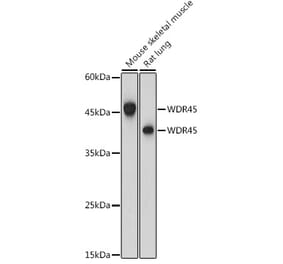 Western Blot - Anti-WDR45 Antibody (A15796) - Antibodies.com