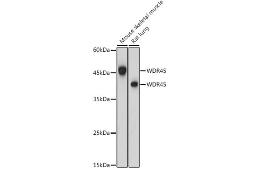 Western Blot - Anti-WDR45 Antibody (A15796) - Antibodies.com