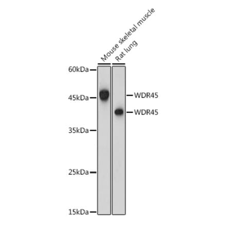 Western Blot - Anti-WDR45 Antibody (A15796) - Antibodies.com
