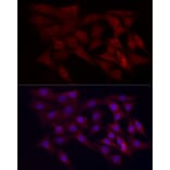 Immunofluorescence - Anti-WDR45 Antibody (A15796) - Antibodies.com
