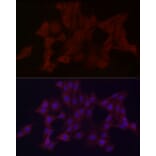 Immunofluorescence - Anti-WDR45 Antibody (A15796) - Antibodies.com