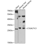 Western Blot - Anti-COSMC Antibody (A15799) - Antibodies.com