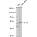 Western Blot - Anti-BANP Antibody (A15801) - Antibodies.com
