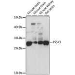 Western Blot - Anti-TSSK-3 Antibody (A15805) - Antibodies.com