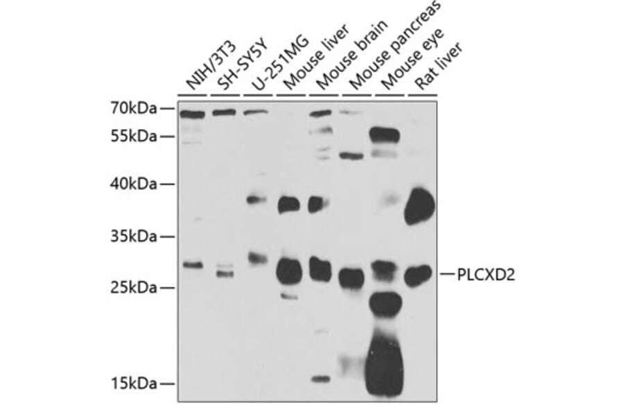 Western Blot - Anti-PLCXD2 Antibody (A15809) - Antibodies.com